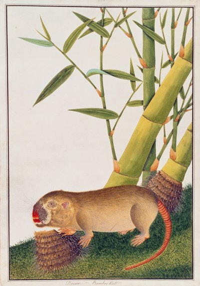 Bamboo Rat, Decan, from Drawings of Animals, Insects and Reptiles from Malacca, c.1805-18 by Chinese School